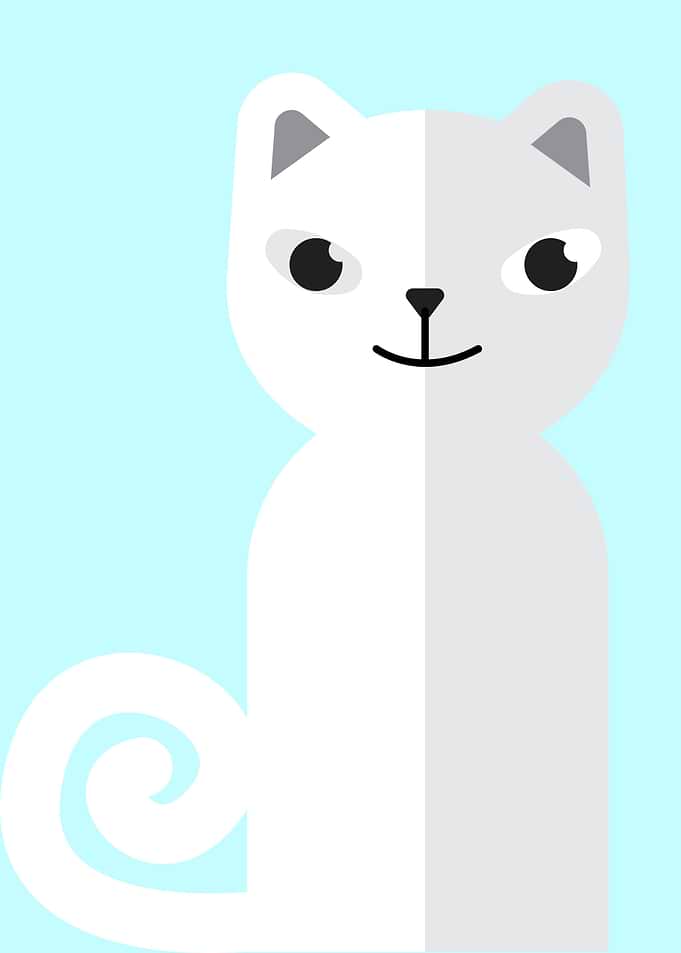 cute cat