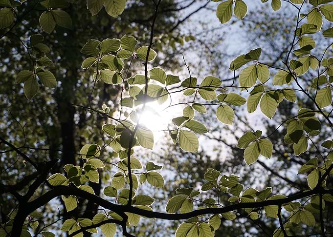Through the trees