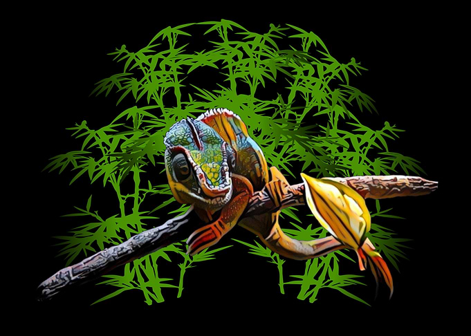 Panther Chameleon Tropical