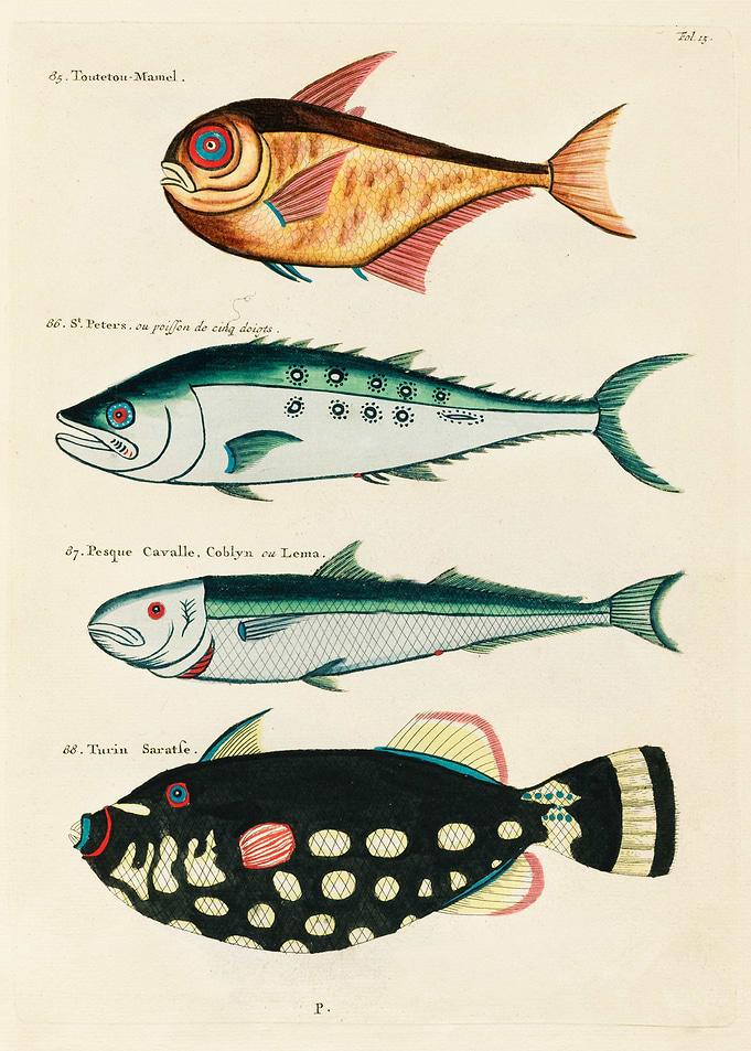 surreal fish Moluccas