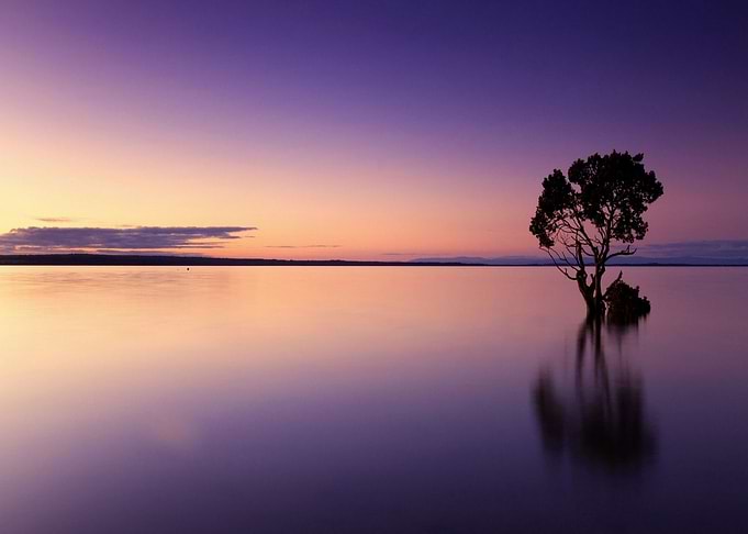 Landscape tree sea