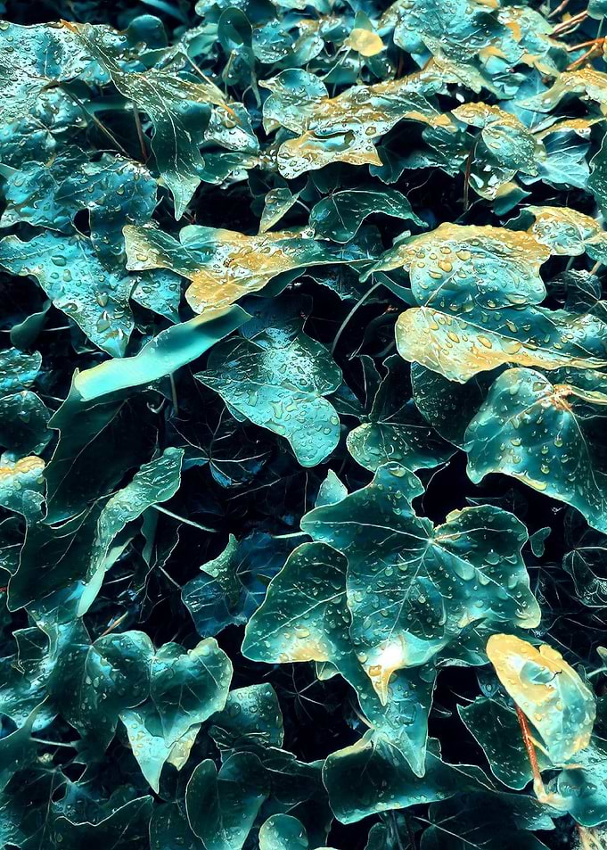 Moist leafs