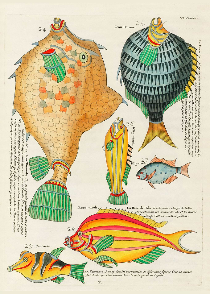 surreal fish Moluccas
