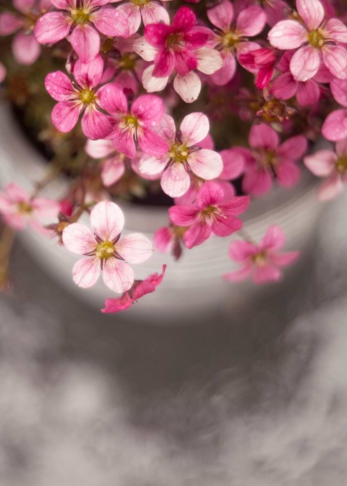 Floral composition