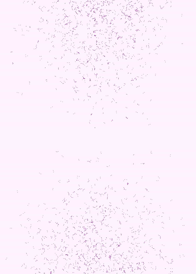 Network Mesh