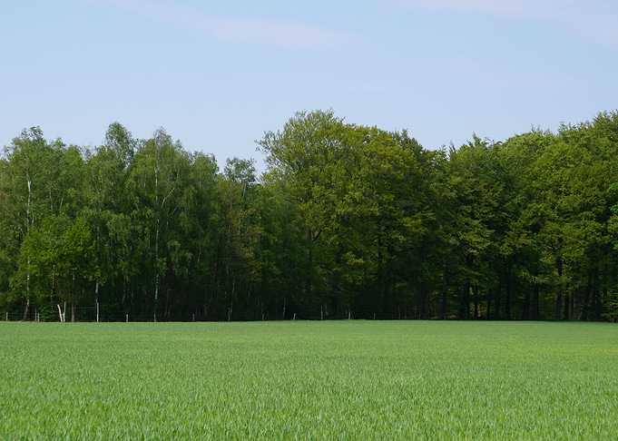 Green trees