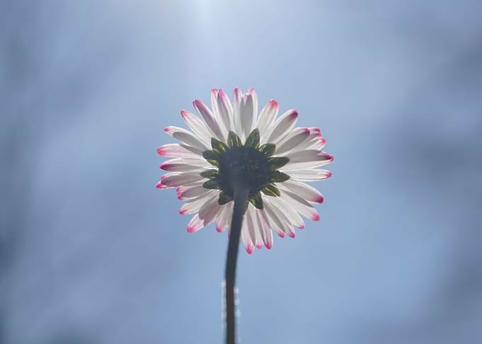 wild flower