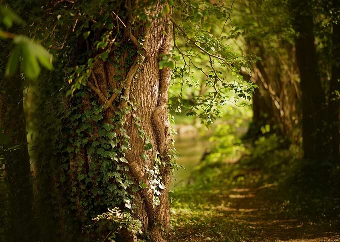 landscape forest tree