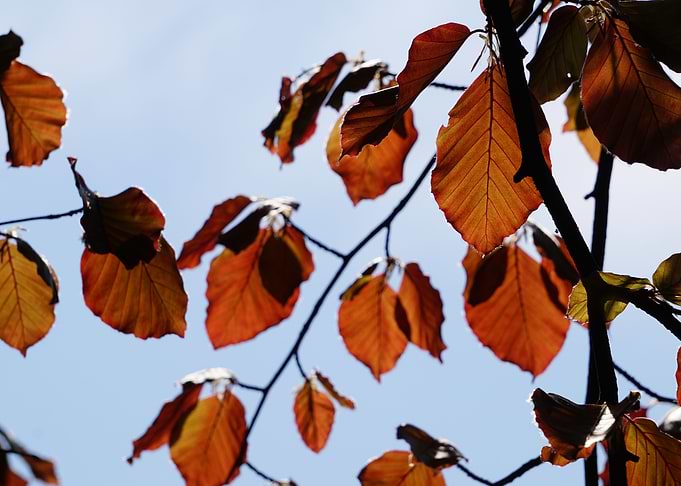 Autumn colours in spring