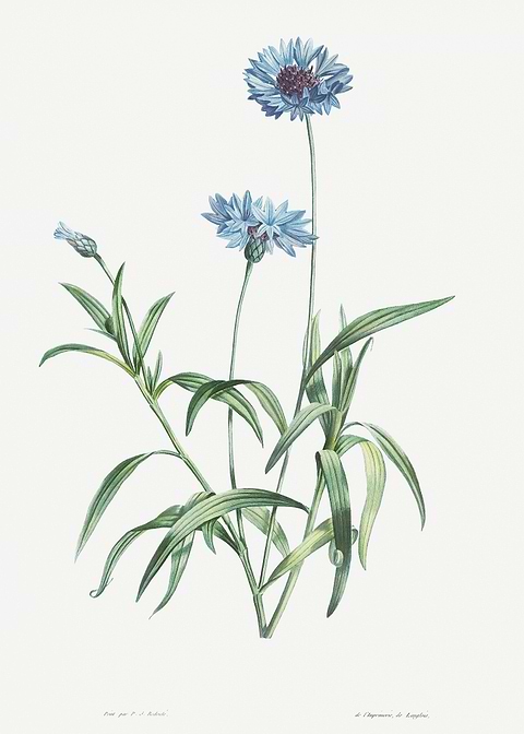 Flower Illustration