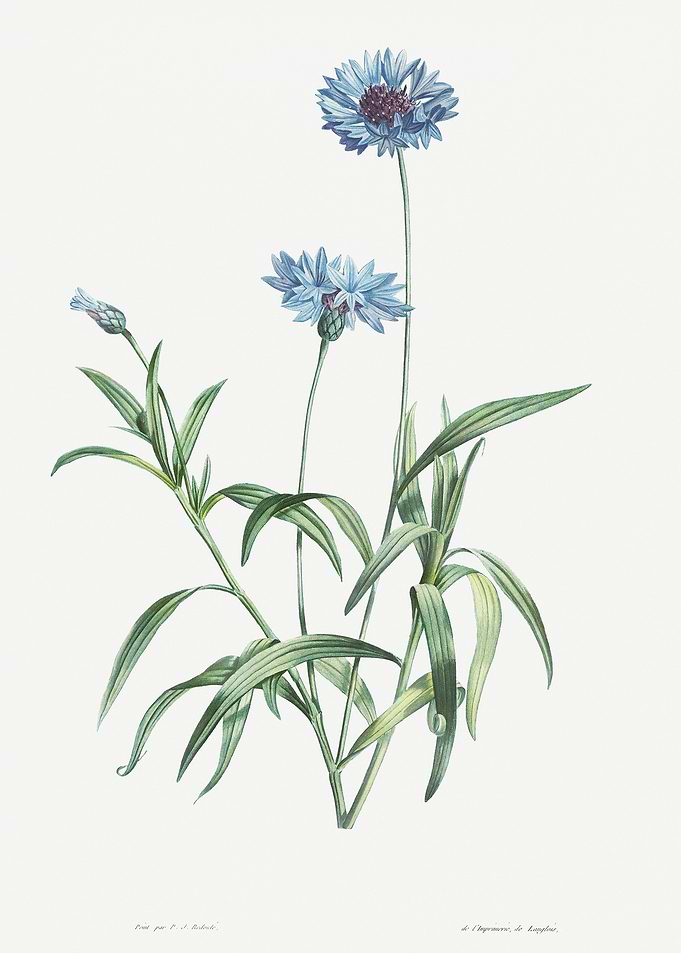 Flower Illustration