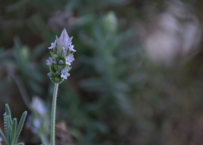 lonely angustifolia