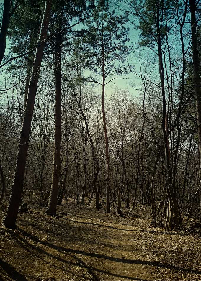 Forest before the rain