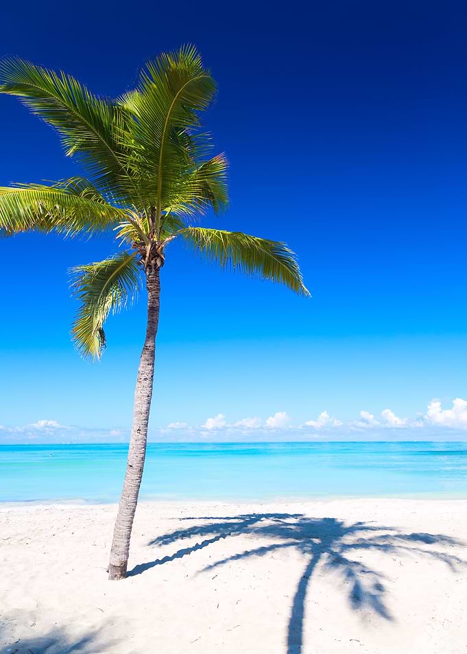 Sandy Palm Beach at Sea