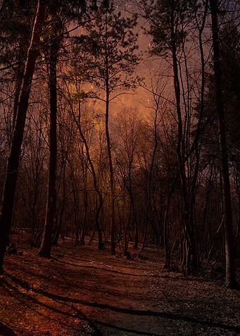 Fire forest