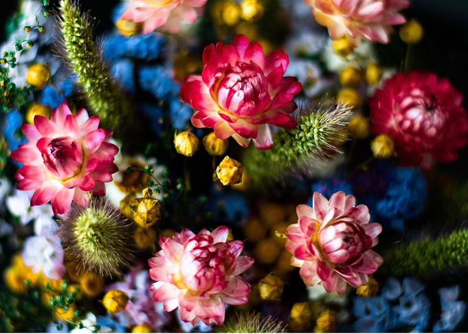 Colorful Flowers