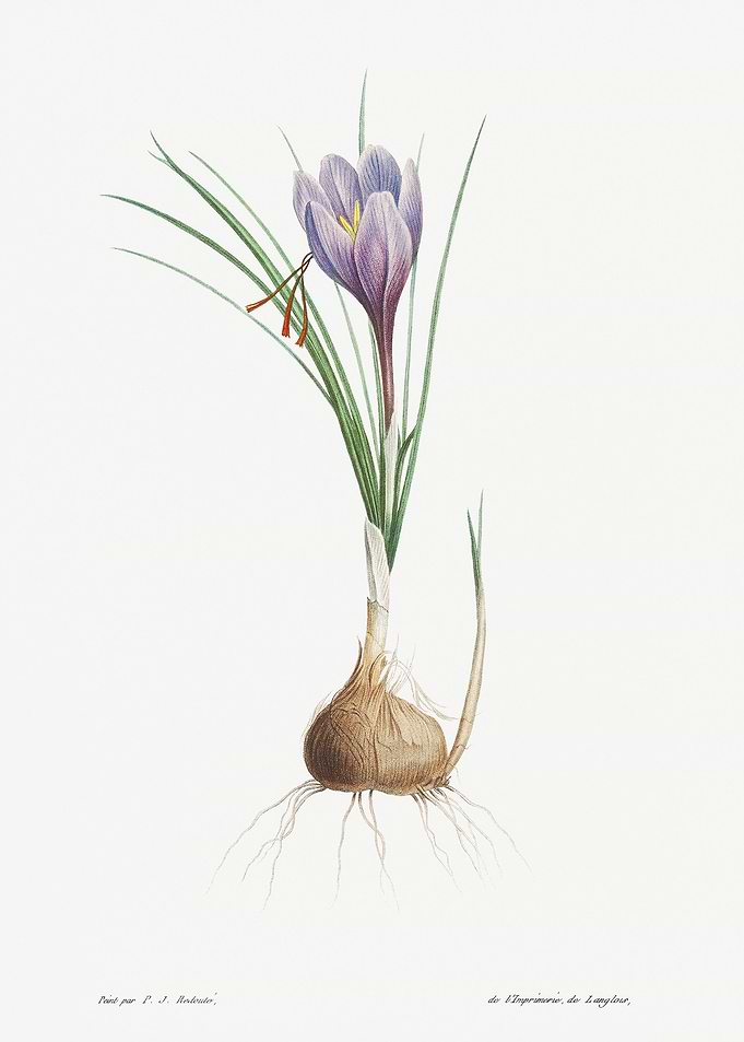 Flower Illustration
