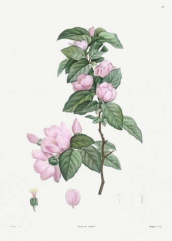 Flower Illustration