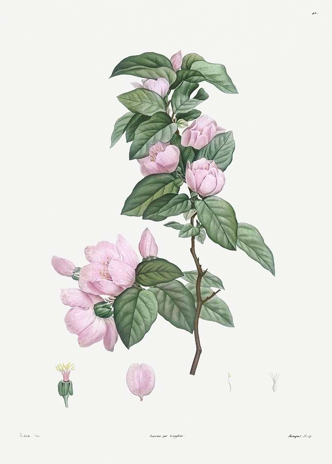 Flower Illustration