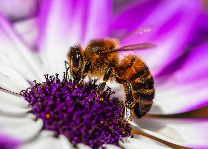 bee and purple flower