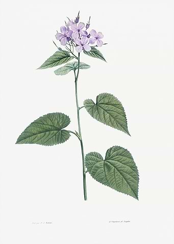 Flower Illustration