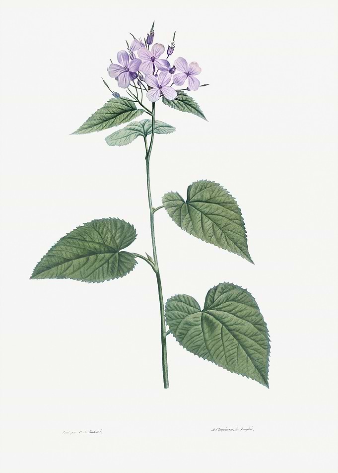 Flower Illustration