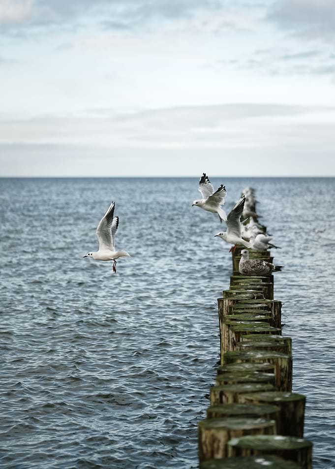 Gulls start from a groyne