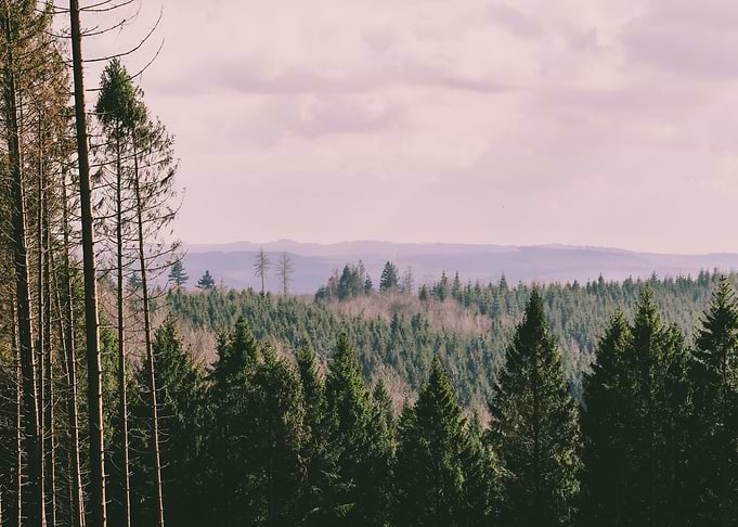 Balver Wald