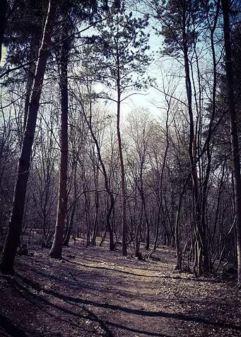 Morning in the forest
