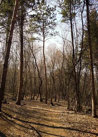 Middle of the day forest