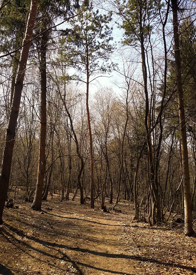 Middle of the day forest