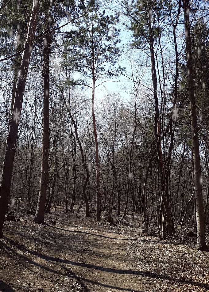 Noon forest