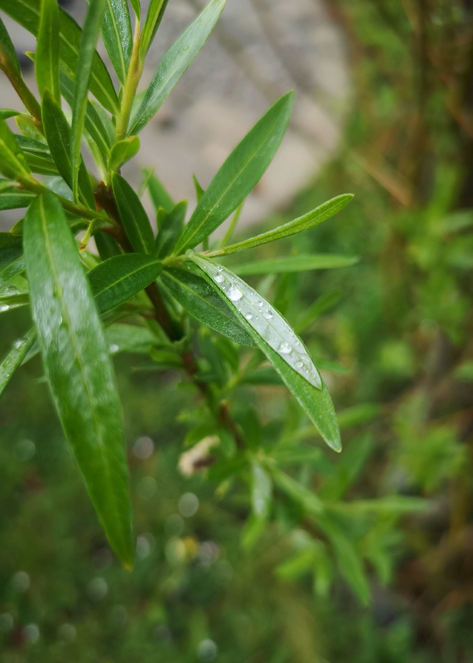 green plants whit water