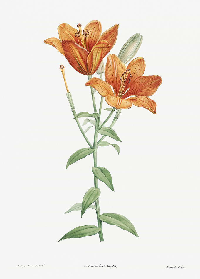 Flower Illustration