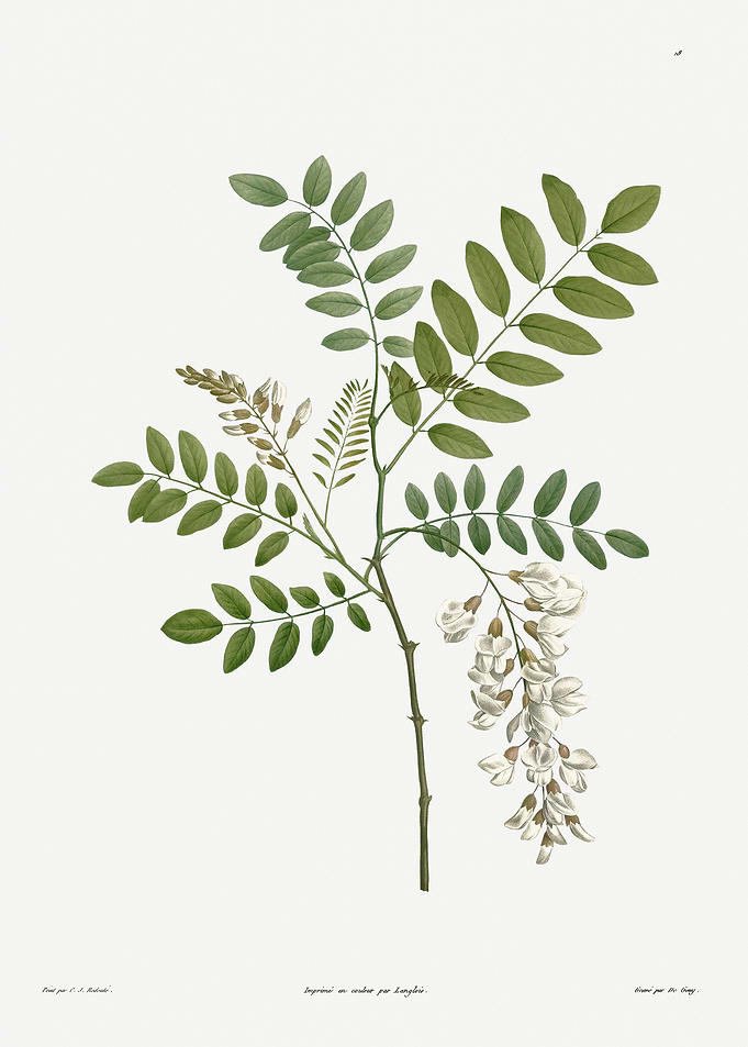 botanical ilustration