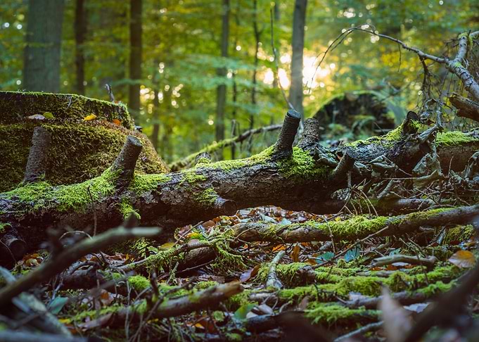 Fallen Tree Covered By Mos