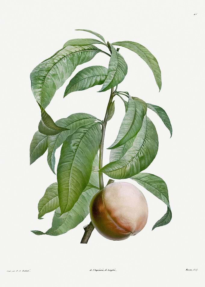 Flower Illustration