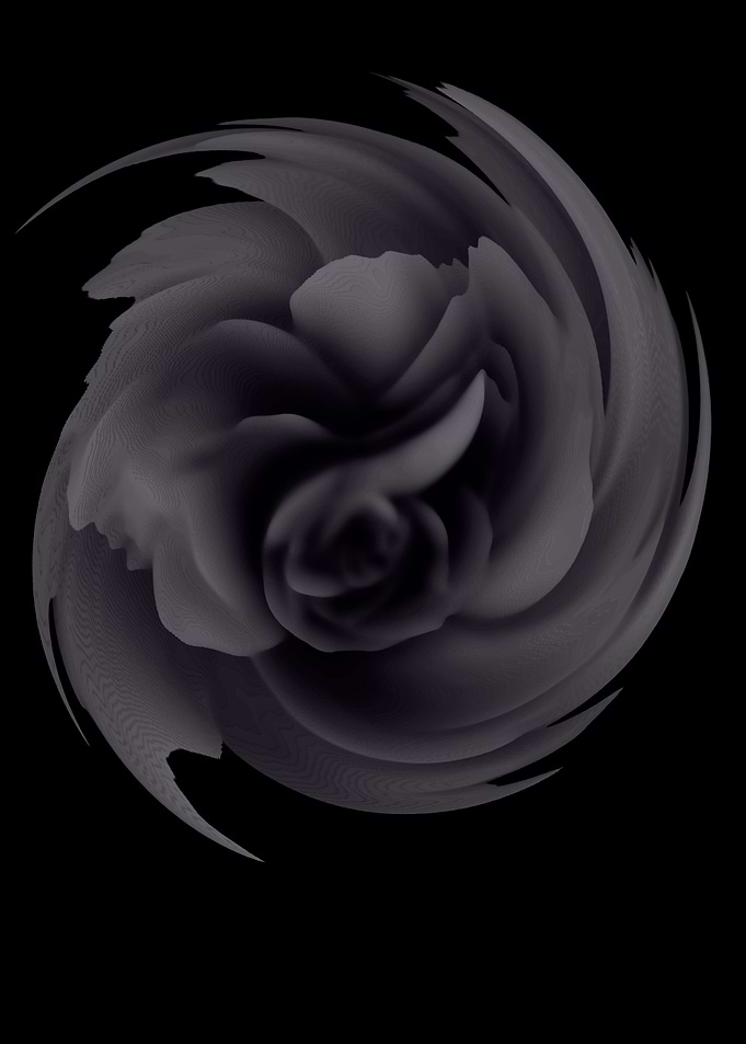 Purple rose
