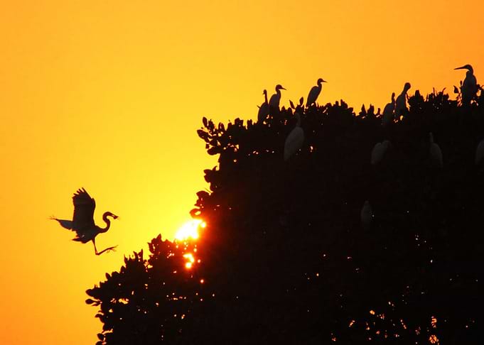 Family of bird
