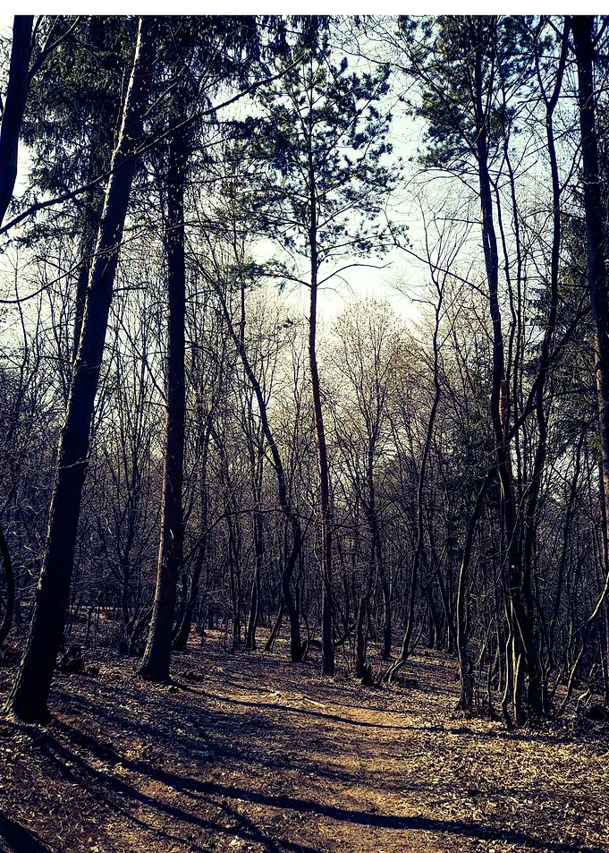 Forest in the afternoon