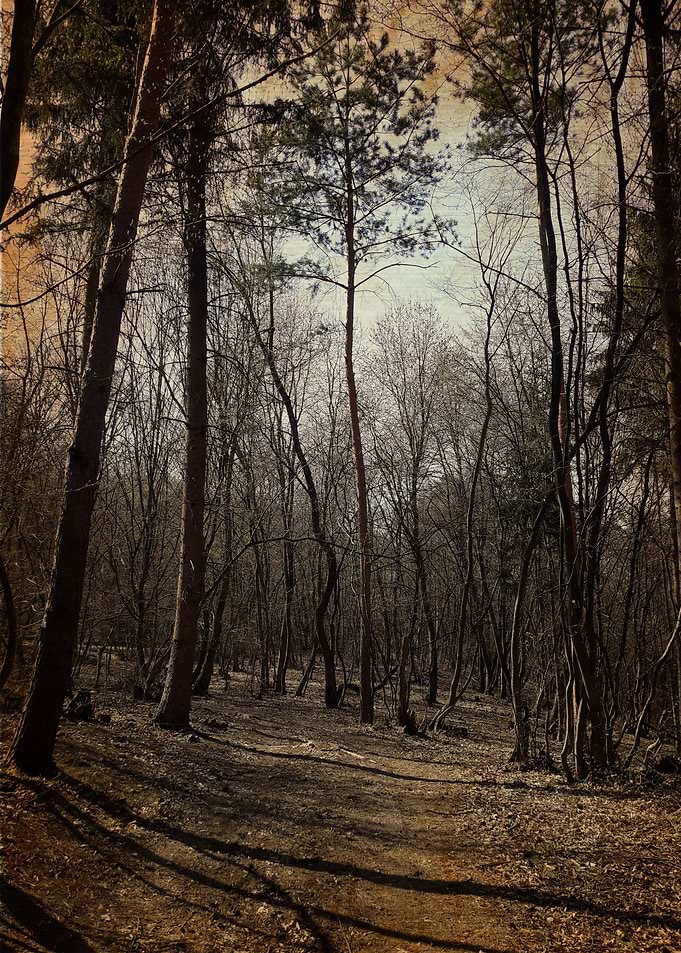 Evening forest