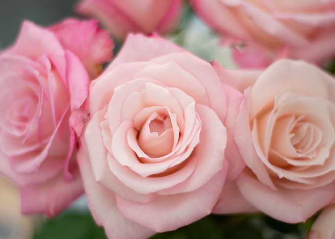 roses
