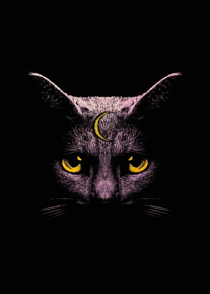 Mysterious Cat