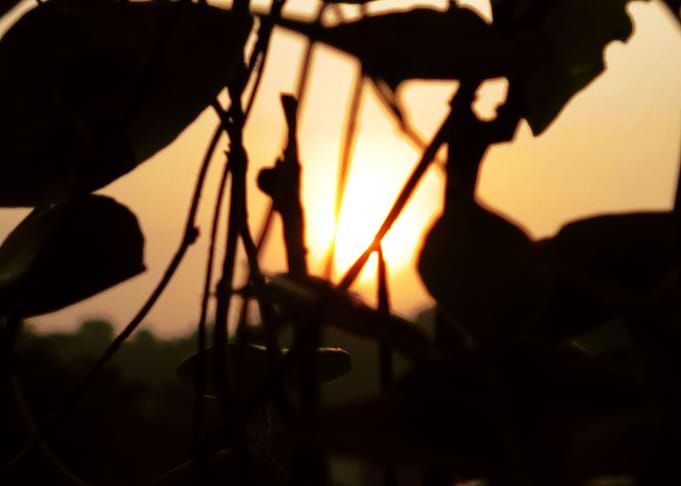 Leaf and twilight stories