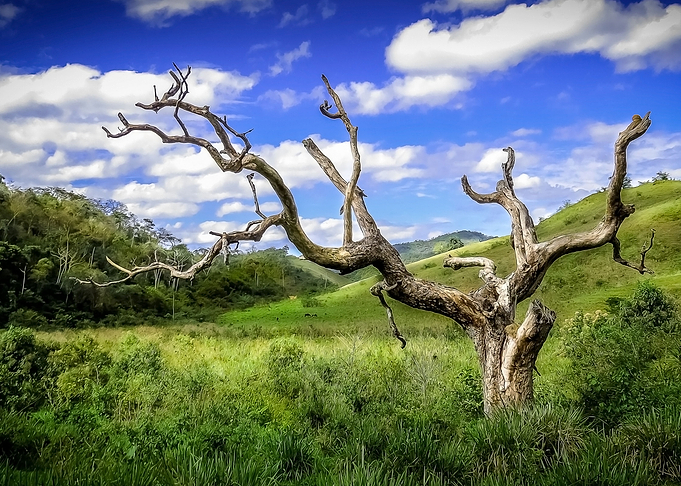 dry tree