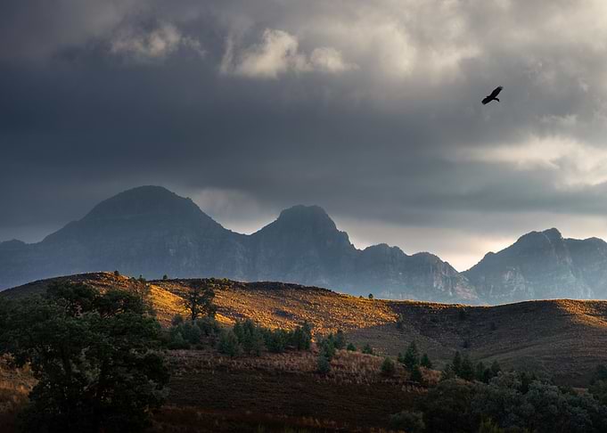 Animal Australia Beauty Bi
