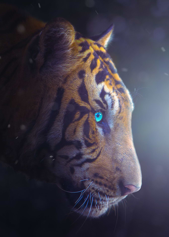 Tiger in the dark