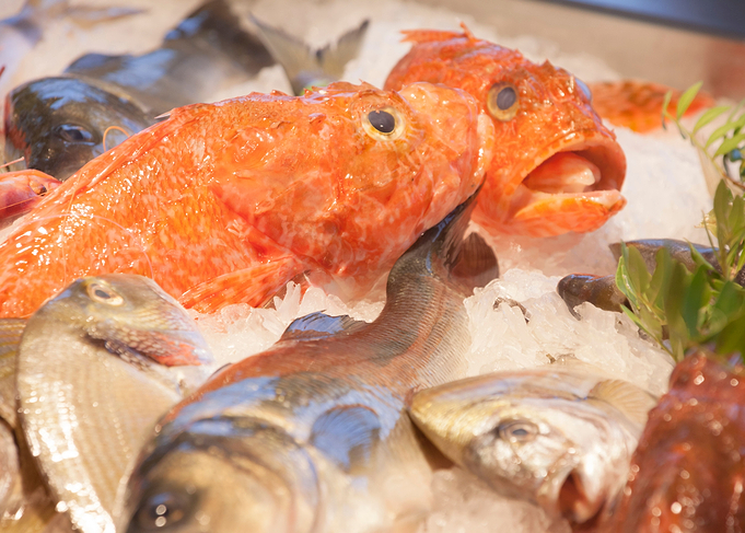 Seafood fish open mouth