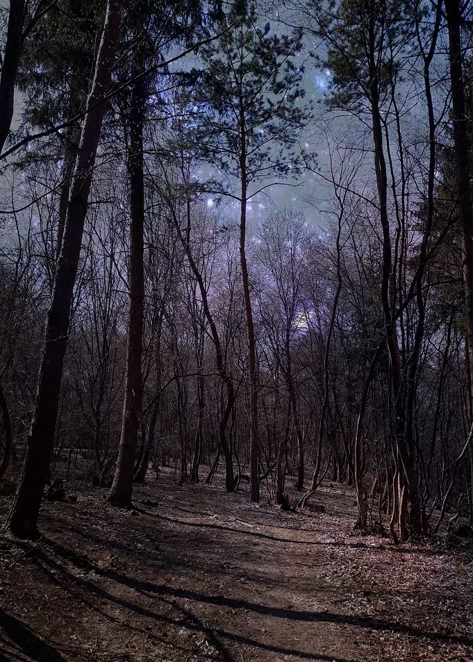 Deep night forest