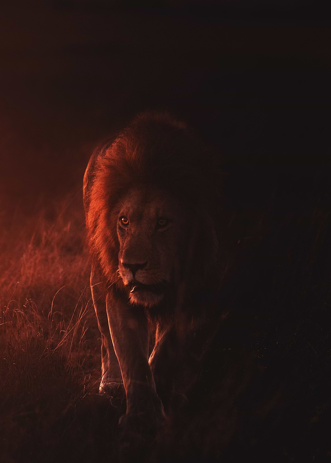 The Lion king